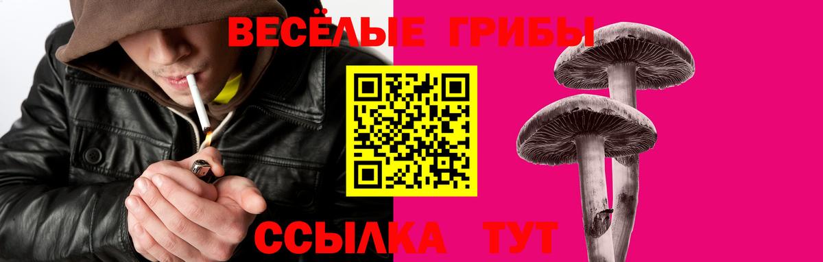 Псилоцибиновые грибы Psilocybine cubensis Россия